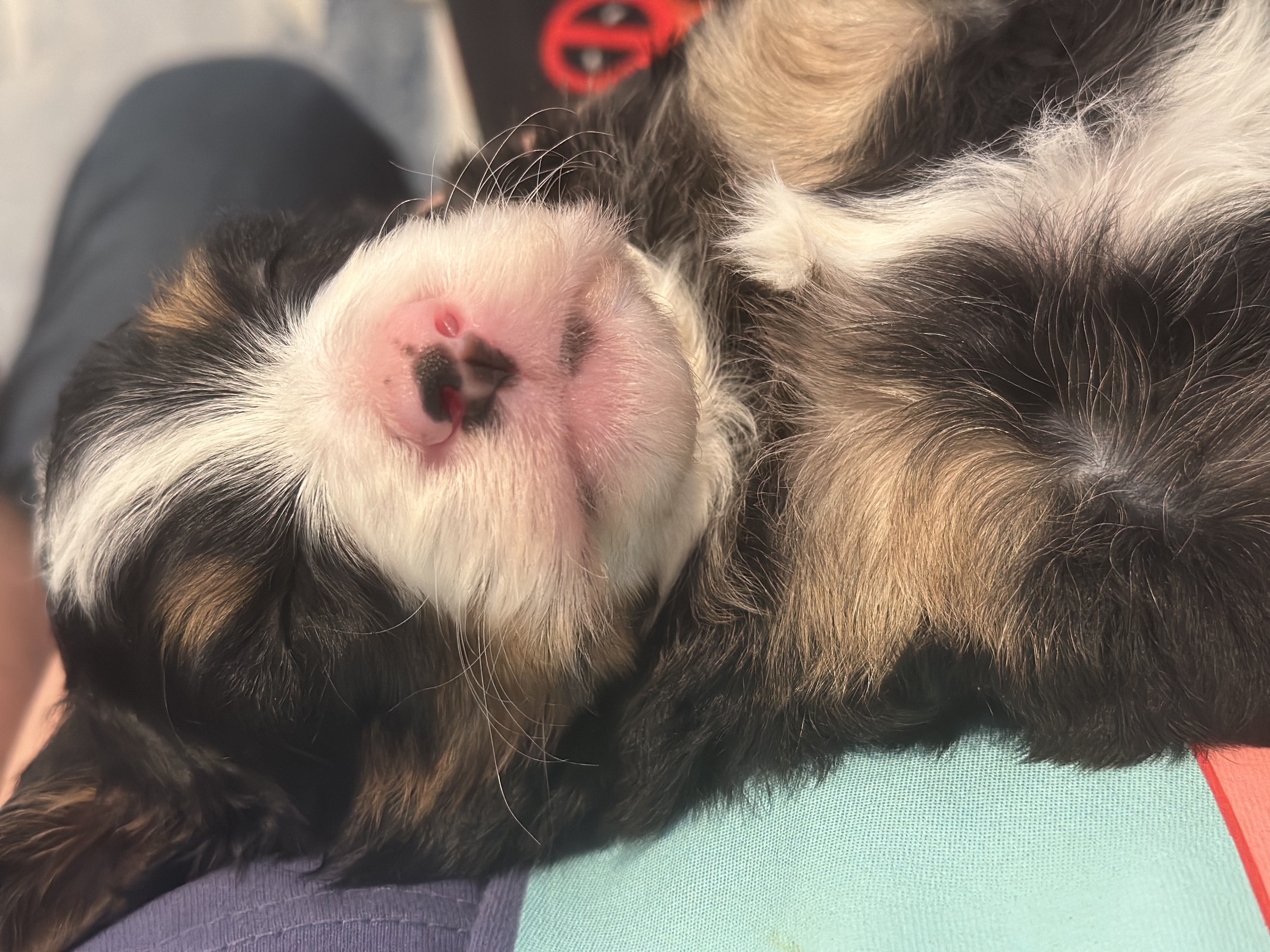 Henry - Mini Bernedoodle